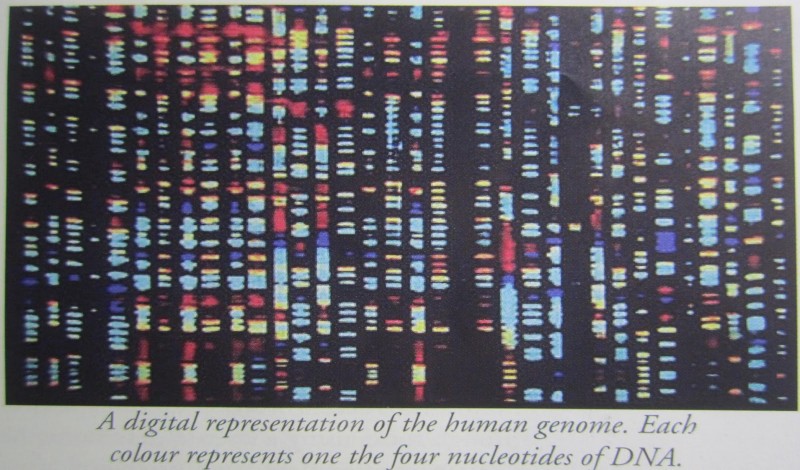 Fig.1 The Genome human digital representation with each color as one set of four nucleotides of DNA