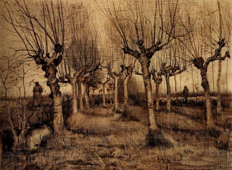 pollard-birches