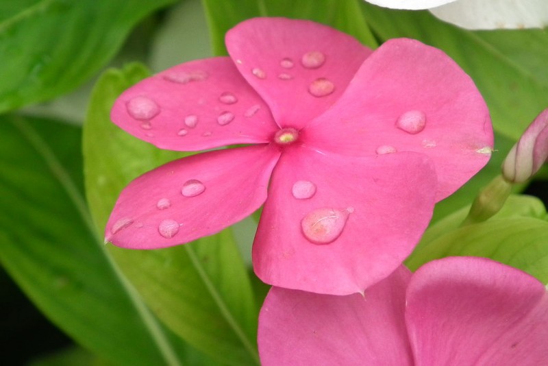 An early case of biopiracy, the Rosy Periwinkle from Madagascar.